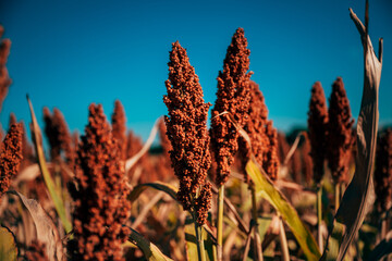 Obraz premium Dense field of mature grain sorghum crop ready for harvest under direct sunlight.