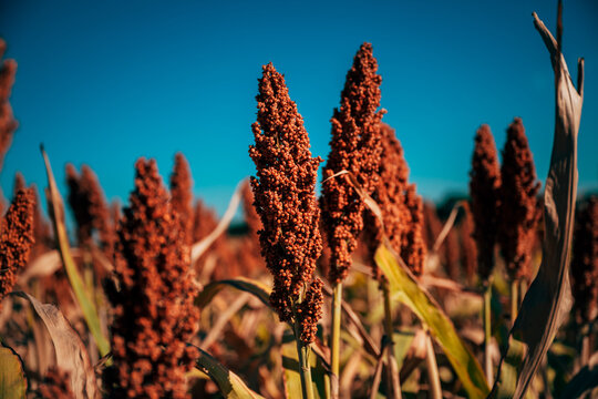 Dense field of mature grain sorghum crop ready for harvest under direct sunlight.