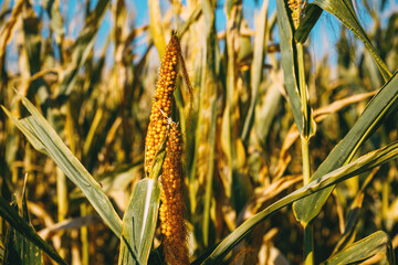 Obraz premium Drought-affected maize cob with incomplete kernel development surrounded by stressed corn leaves. Agricultural drought, arid climate, water shortage and crop damage.