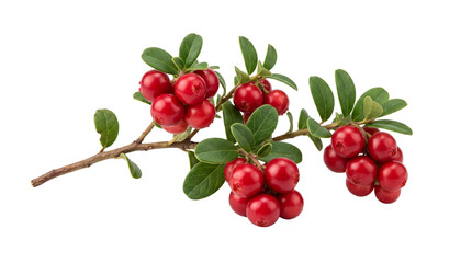 Obraz premium Fresh Wild Lingonberry Branch with Ripe Red Berries and Green Leaves Isolated on Transparent Background
