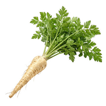 A single fresh parsnip root with vibrant green leafy tops isolated on a solid black background, showing natural textures and earthy colors isolated on a transparent background