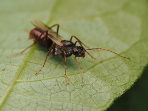 Hormiga con alas o alada (Camponotus) descansando sobre la superficie de una hoja verde en la naturaleza, resaltando la belleza del mundo de los insectos y la biodiversidad.