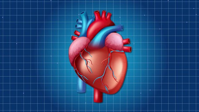 Anatomical human heart animation on blue digital grid background representing cardiac health and medicine.