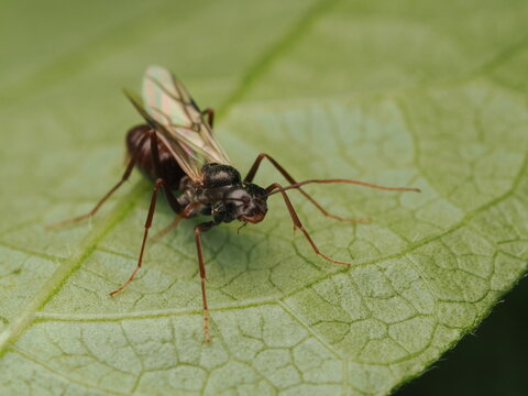 Hormiga con alas o alada (Camponotus) descansando sobre la superficie de una hoja verde en la naturaleza, resaltando la belleza del mundo de los insectos y la biodiversidad.