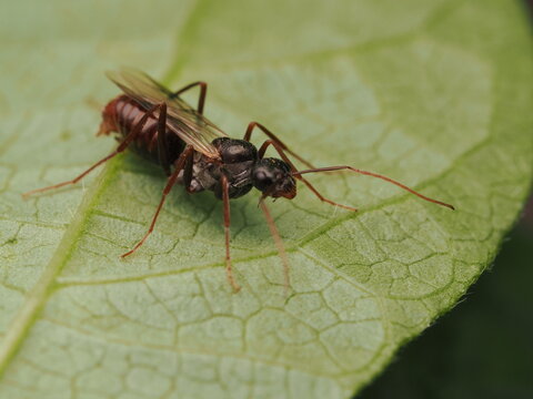 Hormiga con alas o alada (Camponotus) descansando sobre la superficie de una hoja verde en la naturaleza, resaltando la belleza del mundo de los insectos y la biodiversidad.