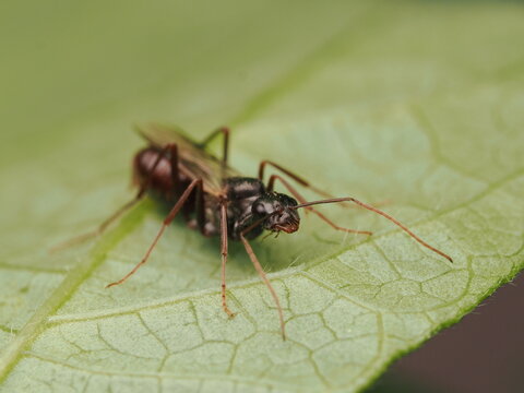 Hormiga con alas o alada (Camponotus) descansando sobre la superficie de una hoja verde en la naturaleza, resaltando la belleza del mundo de los insectos y la biodiversidad.
