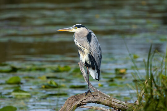 H&eacute;ron cendr&eacute; perch&eacute; sur une branche au-dessus d&rsquo;un plan d&rsquo;eau, observant calmement son environnement. Son plumage gris et son long bec orange se d&eacute;tachent sur l&rsquo;arri&egrave;re-plan aquatique flou.