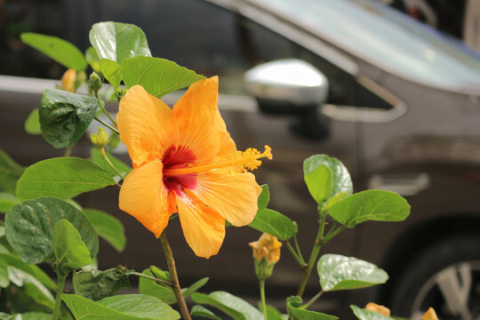 Vibrant orange hibiscus flower blooming on a green bush with a blurred car in the background in Hoi An, Vietnam.