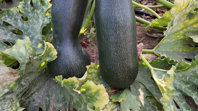 Fresh green zucchini growing on a plant in a vegetable garden during the summer harvest season.