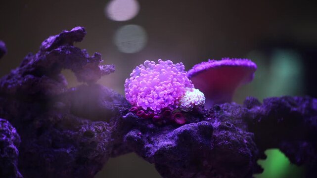 San h&ocirc; Euphyllia Octospawn LPS t&iacute;m
