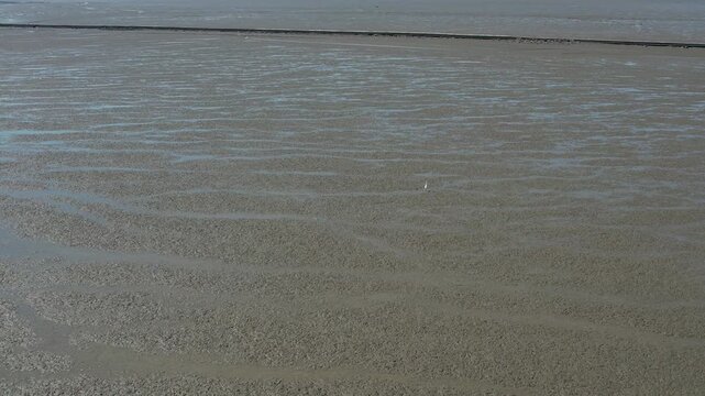 A white bird leisurely walking across the vast mudflats of the West Sea of ​​Korea_03