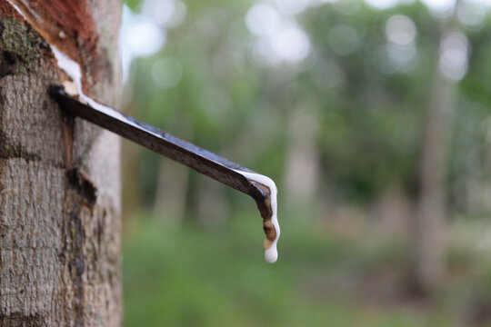 Closeup of white natural latex dripping from tapped rubber tree into metal spout showing traditional rubber harvesting agricultural production