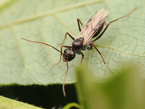 Hormiga con alas o alada (Camponotus) descansando sobre la superficie de una hoja verde en la naturaleza, resaltando la belleza del mundo de los insectos y la biodiversidad.