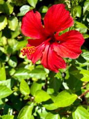 Fototapeta premium Red hibiscus flower blooming in a garden with garden plant hibiscus tropical botanical sunlight