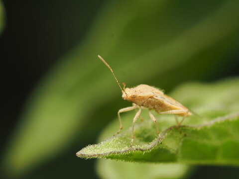 Chinche de encaje o tingido (Tingidae) de tonos claros posada en el borde de una hoja verde, destacando la delicada estructura del insecto en su h&aacute;bitat silvestre