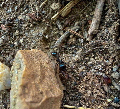 Black garden ant walking across a stone in the dirt with worker ant small creature forest floor
