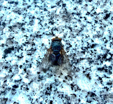 Close up of a house fly resting on a mottled granite surface with wildlife close up creature
