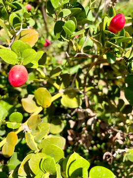 Bright red carissa berries growing on a thorny bush with natal plum ripe fruit garden plant
