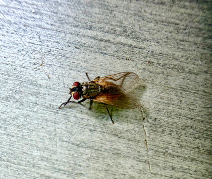 House fly resting on a textured wooden surface with a close up view of common house fly perched