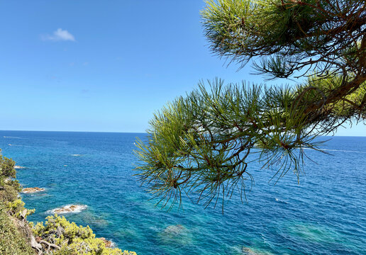 Green pine tree branch overlooking the sunny blue mediterranean sea with blue water
