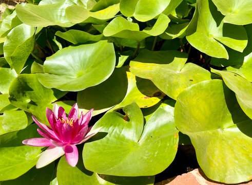 Large cluster of bright green lily pads covering the water surface with one pink water lily bloom