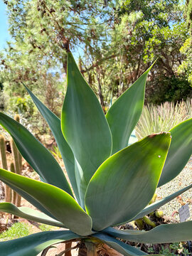 Large green agave plant in a sunny desert garden with succulent plant succulent botanical