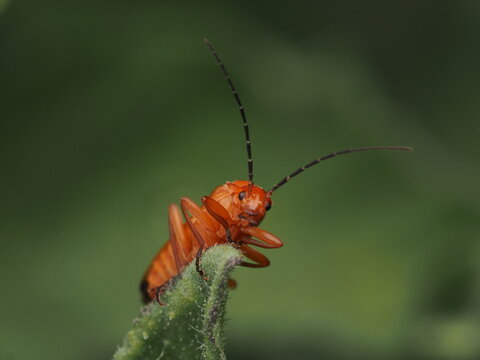 Escarabajo soldado rojo (Rhagonycha fulva) posado sobre una hoja, mostrando su llamativo color anaranjado y antenas en su h&aacute;bitat natural en el bosque.