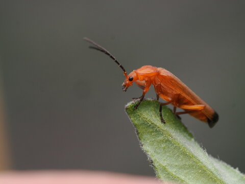 Escarabajo soldado rojo (Rhagonycha fulva) posado sobre una hoja, mostrando su llamativo color anaranjado y antenas en su h&aacute;bitat natural en el bosque.