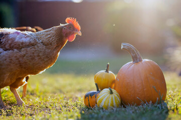 Obraz premium Pumpkin an chickens On Grass At Sunset - Thanksgiving - Gourds In Fall Landscape And Sunlight