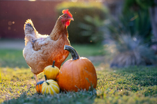 Pumpkin an chicken On Grass At Sunset - Thanksgiving - Gourds In Fall Landscape And Sunlight