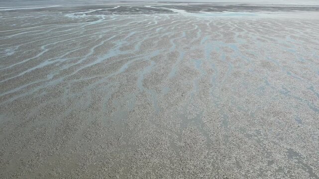 A white bird leisurely walking across the vast mudflats of the West Sea of ​​Korea_04