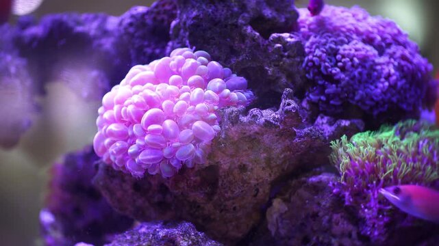 Large Polyp Stony