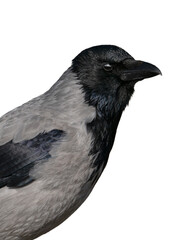 Obraz premium Portrait of a hooded crow on a white background.