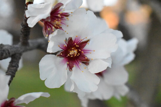 Detalle de la flor del almendro