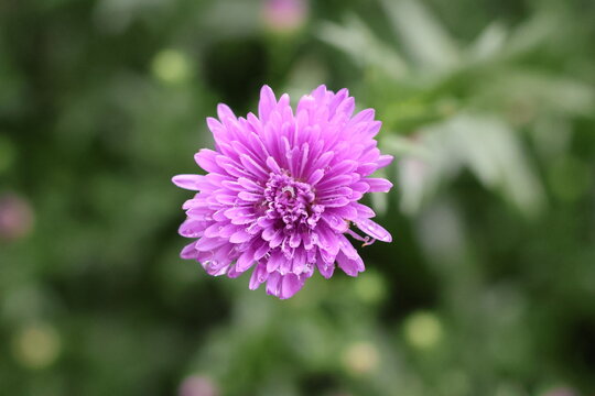 Aster flower catching raindrops