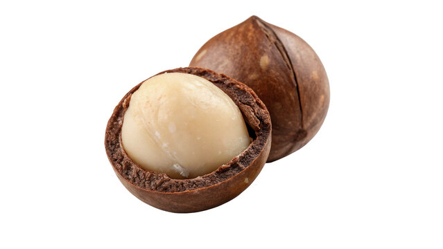 Whole natural raw macadamia nut in shell kernel isolated on transparent background.