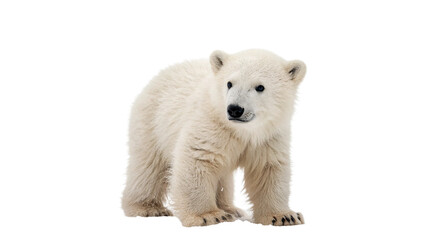 Cute wild small polar bear cub standing looking isolated on transparent background. © S-Vega