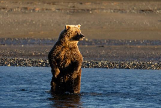 Majestic brown bear stands tall in a river