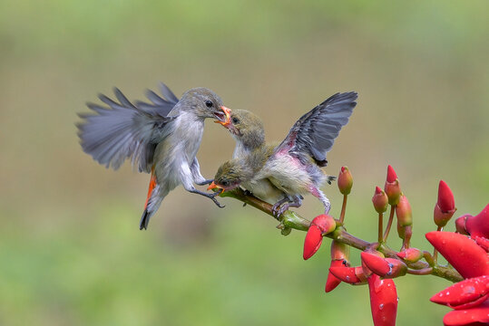 A mother bird feeds her two hungry chicks