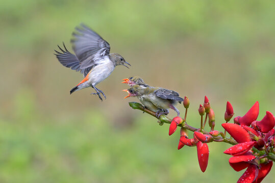 Bird in flight feeding two hungry baby birds on a branch