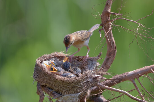 A parent bird feeds its hungry baby chicks in a nest