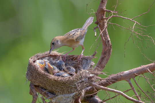 Small brown bird feeding hungry chicks in a woven nest