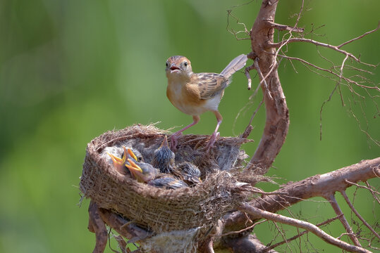 Small brown bird cares for hungry baby chicks in nest