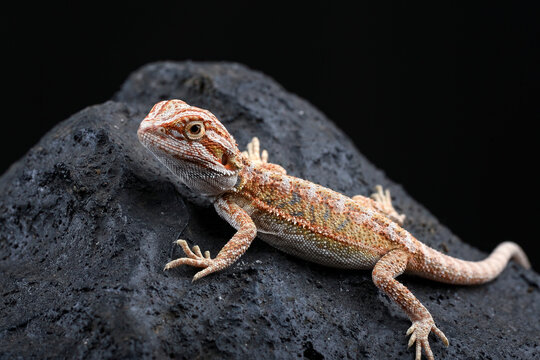 A young bearded dragon lizard on a volcanic rock