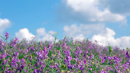 Fototapeta premium A meadow of bright, colorful, blooming purple flowers.