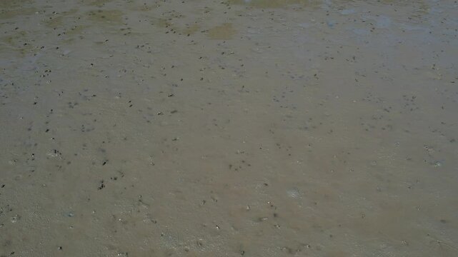 Tidal flats on the west coast of Korea and small crabs foraging for food_05