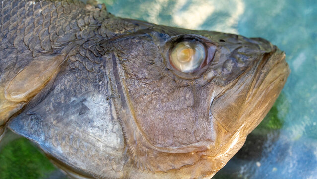 A close-up view of a large fish reveals intricate textures and distinctive features while it swims in its underwater habitat