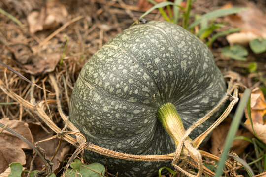 Green pumpkin growing on the ground among dry vines