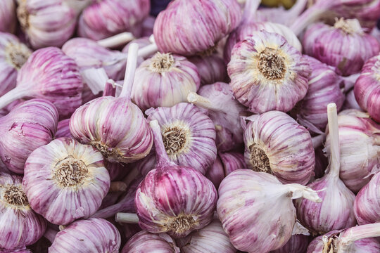 Close-up image of a pile of garlic bulbs, showcasing their papery white and purple skins. The garlic is fresh and ready for use as a staple ingredient in cooking and natural remedies