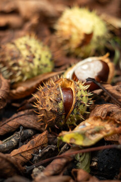 Horse chestnuts in spiny husks among fallen autumn leaves